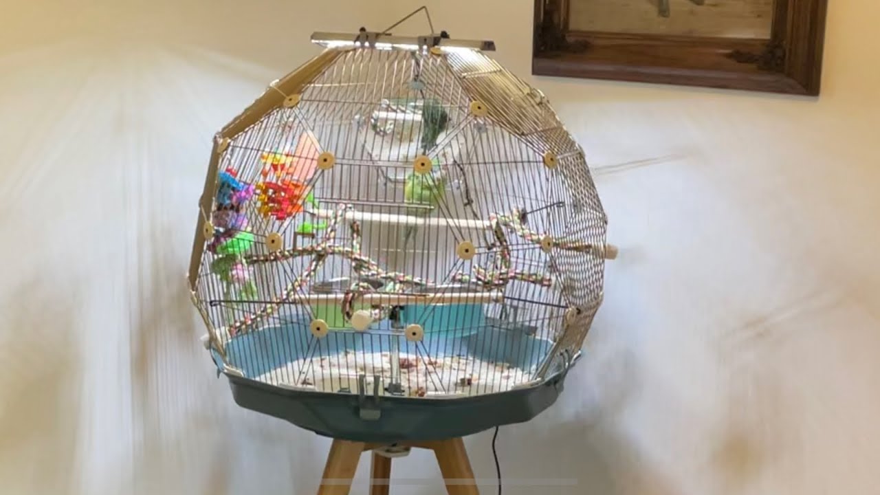 Guide to Setting Up a Parrot Cage: Creating a Safe and Enriching Home for Your Feathered Friend